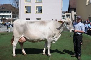 k-8Miss Protein Jongleur JARA Martin Reinhard